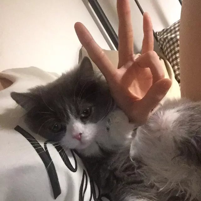 凤荣飞涛