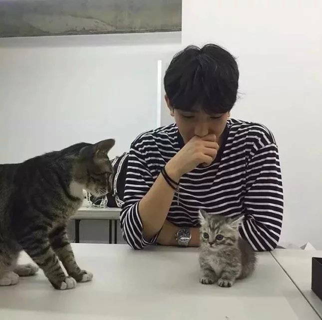 卫才黛杰
